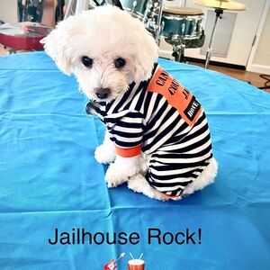 Bone Thief Costume for Toy Dogs (6-8 lbs)